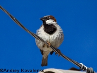 ��������� �������